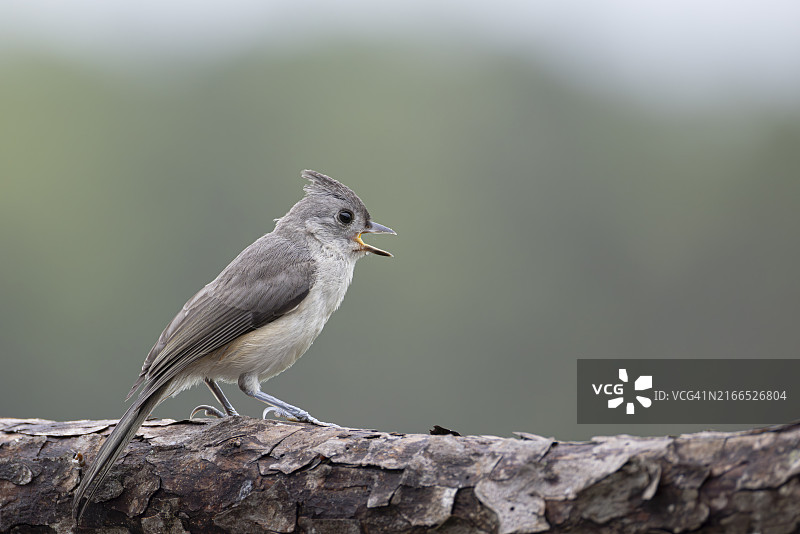 在松树皮上歌唱的簇绒山雀 - 观鸟图片素材