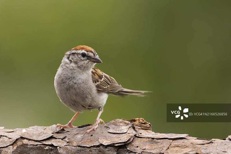 松树皮上的唧鸣雀 - 观鸟图片素材