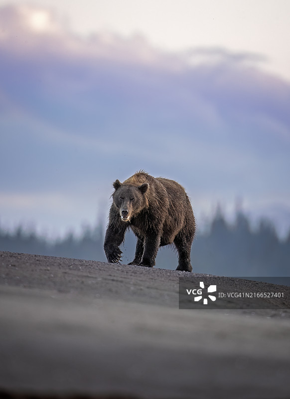 沙滩熊图片素材