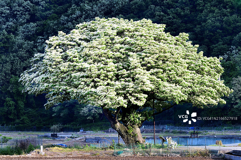 大邱市达城郡异叶石楠树，受保护树木图片素材