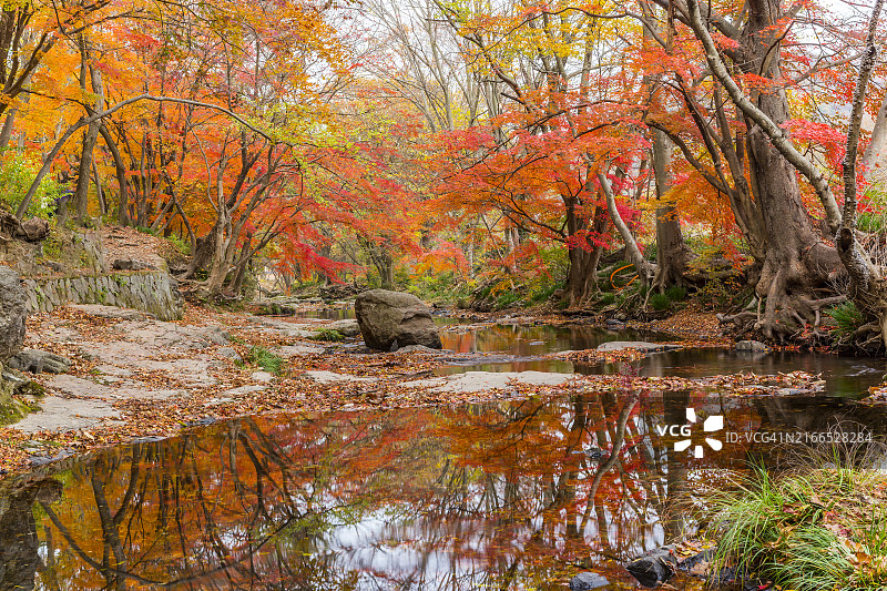 全罗北道高敞郡禅云山谷的秋叶图片素材