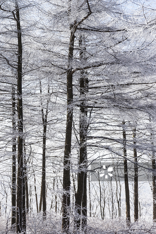 横城郡太岐山雪景图片素材