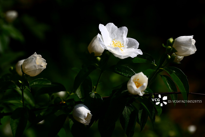 鹅观樟树图片素材