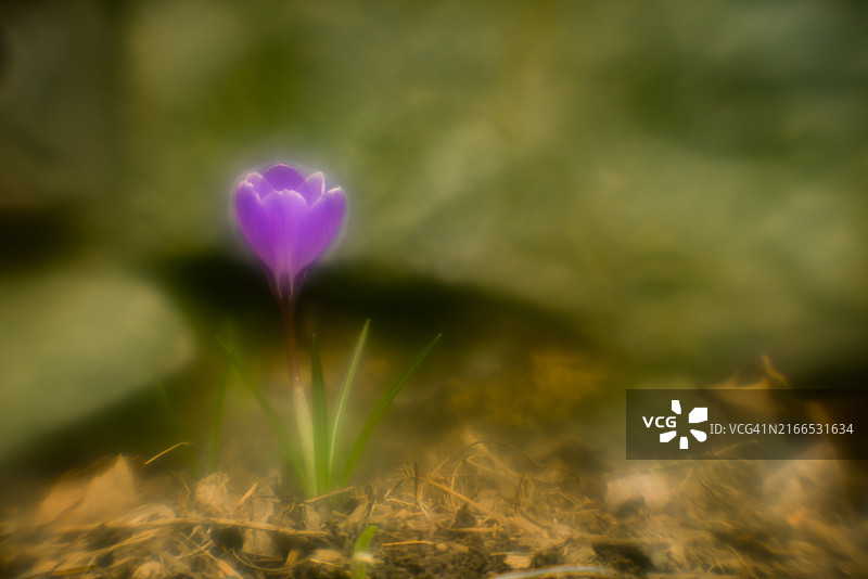 柔焦花朵图片素材