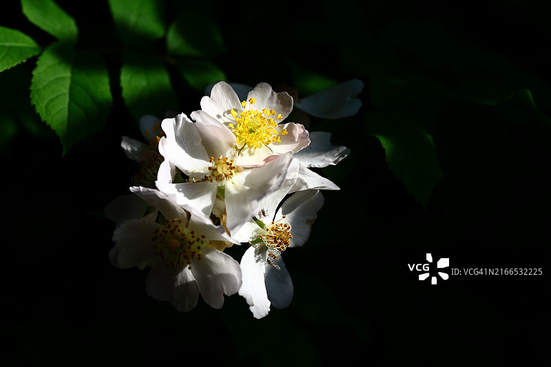 多花蔷薇图片素材