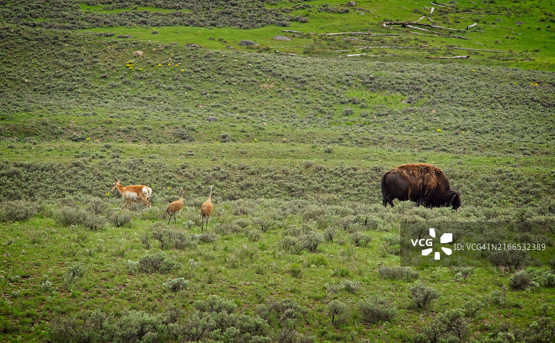 黄石国家公园的野生动物图片素材