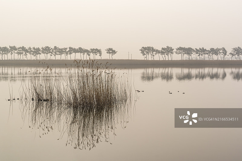 全罗北道扶安郡鸡火岛松树林日出图片素材