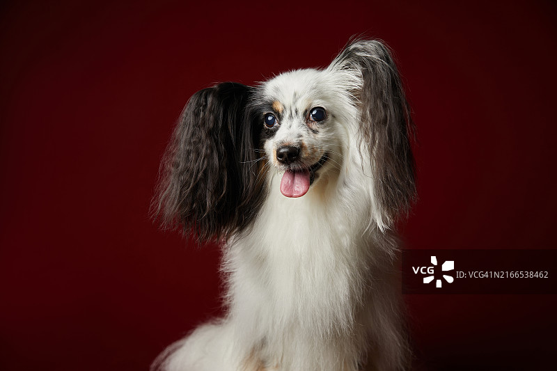 小狗，蝶耳犬图片素材