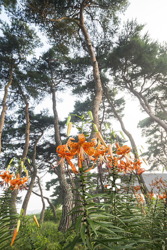 百合与松树图片素材