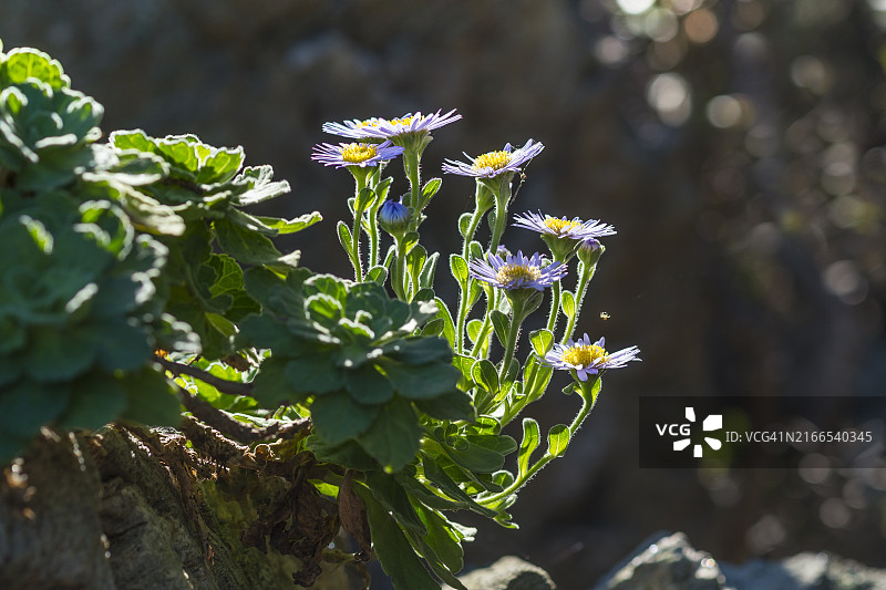 忠清南道泰安郡海滩上的海鲜汤图片素材