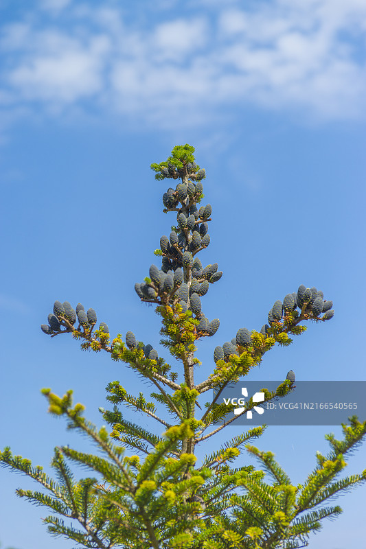 韩国仁川江华郡乔桐岛的花开庭院图片素材