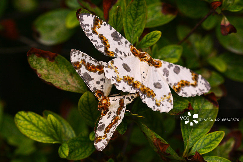 黄带胡椒蛾图片素材