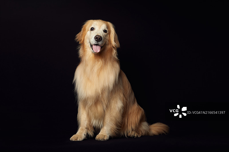 小狗，寻回犬，可爱图片素材