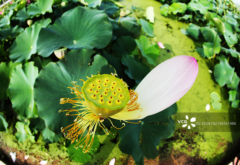 莲属椰子图片素材