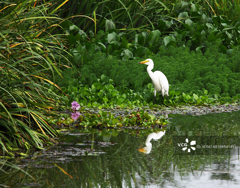 池塘边的白色苍鹭图片素材