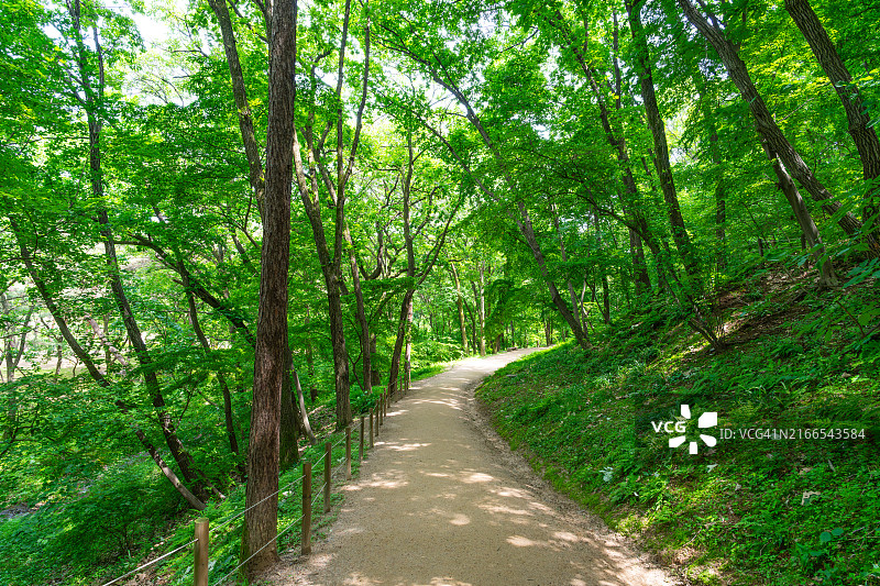金浦长陵山林小路，韩国京畿道金浦市图片素材