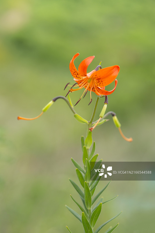 京畿道城南市南汉山城百合花图片素材