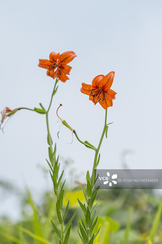 京畿道城南市南汉山城百合花图片素材