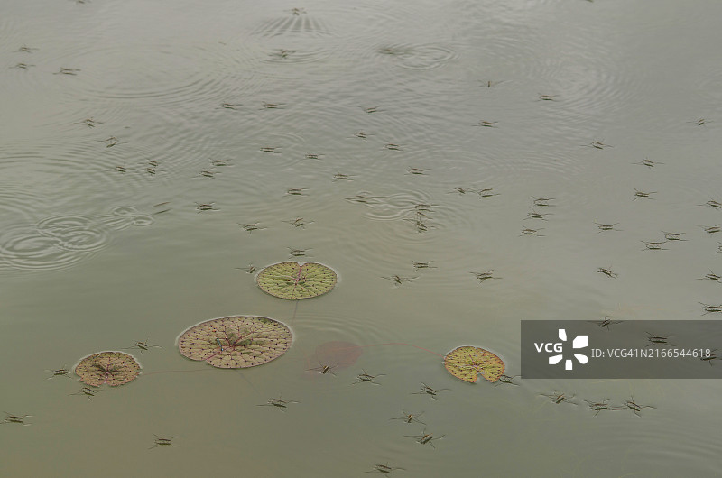 荷叶与水黾图片素材