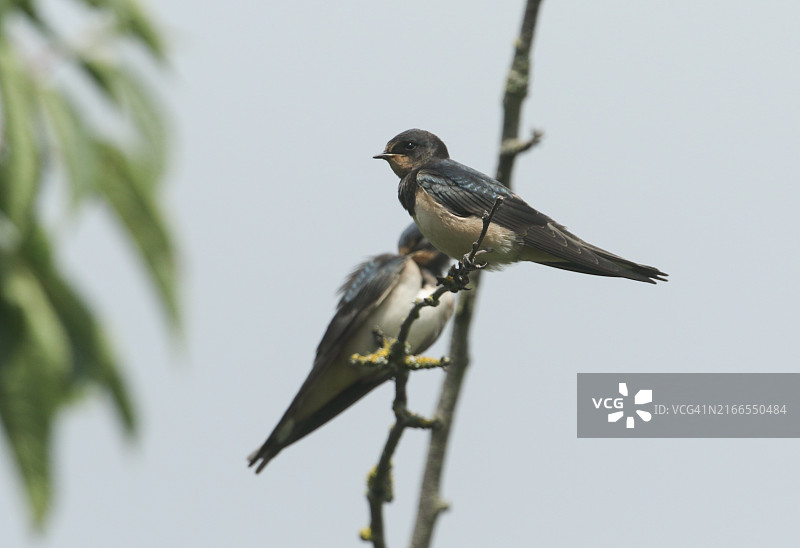 可爱小燕子栖息树枝图片素材