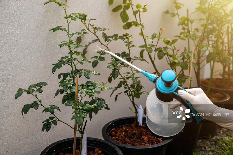 园丁向玫瑰树喷洒杀虫剂，防治蚜虫的局部照片图片素材