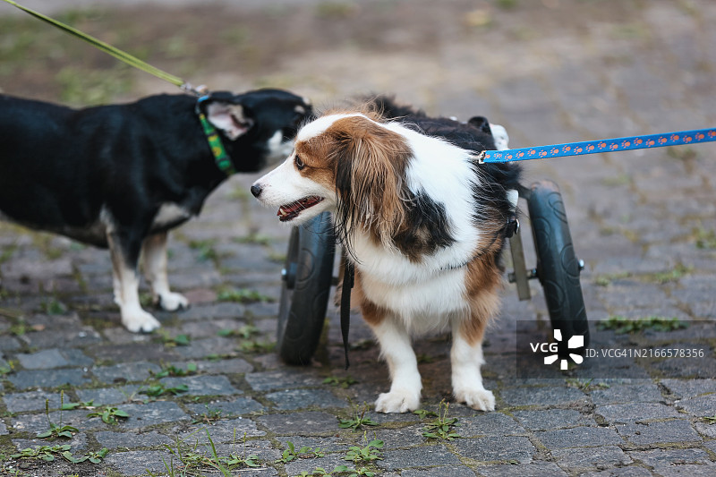 在街上用轮椅行走的残疾狗图片素材