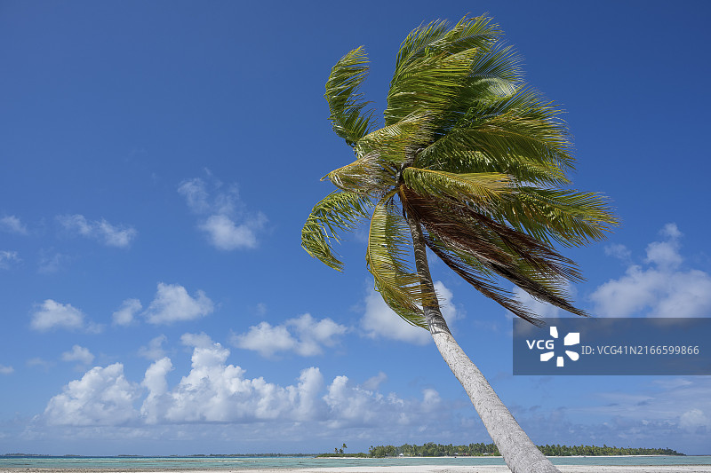 椰子树，背后是沙洲和礁岛，位于法属波利尼西亚图片素材