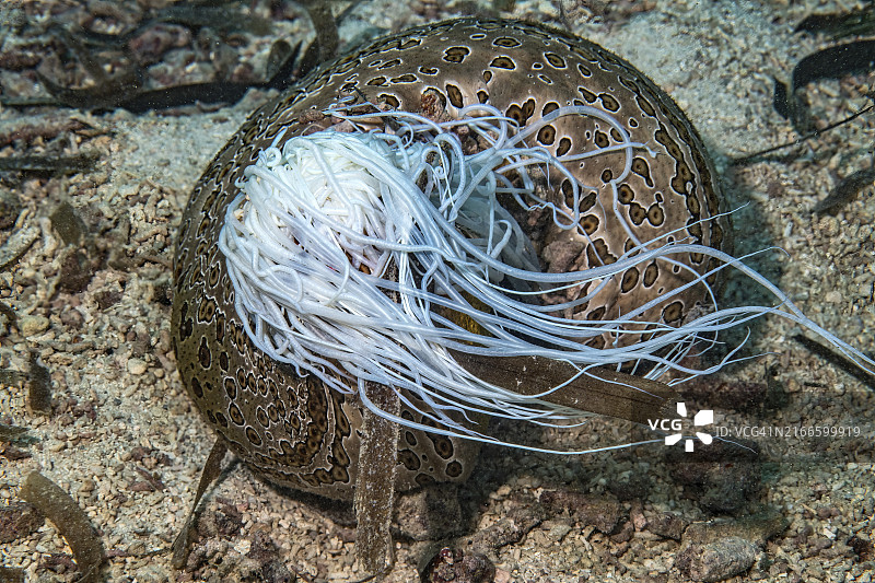 海参(Bohadschia argus),海参喷射部分内脏,太平洋,雅浦岛,澳大利亚,大洋洲图片素材