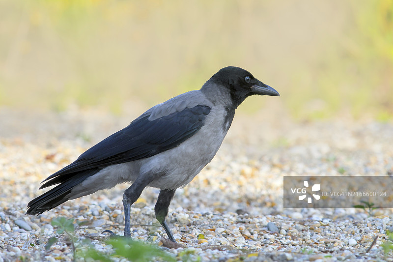 小嘴乌鸦，石径上，奥地利图片素材