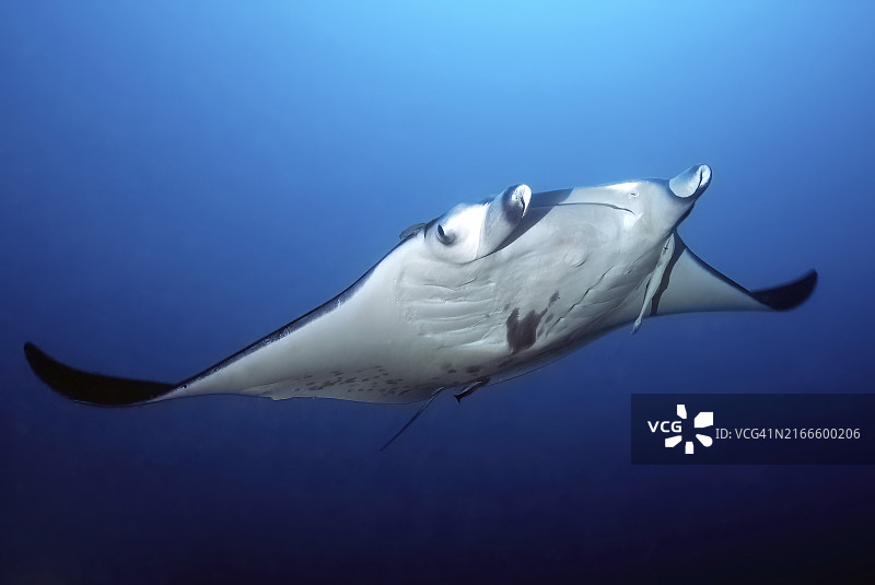 蝠鲼（双吻前口蝠鲼），巨型蝠鲼在蓝色海水中畅游，横跨太平洋、印度-太平洋和印度洋图片素材