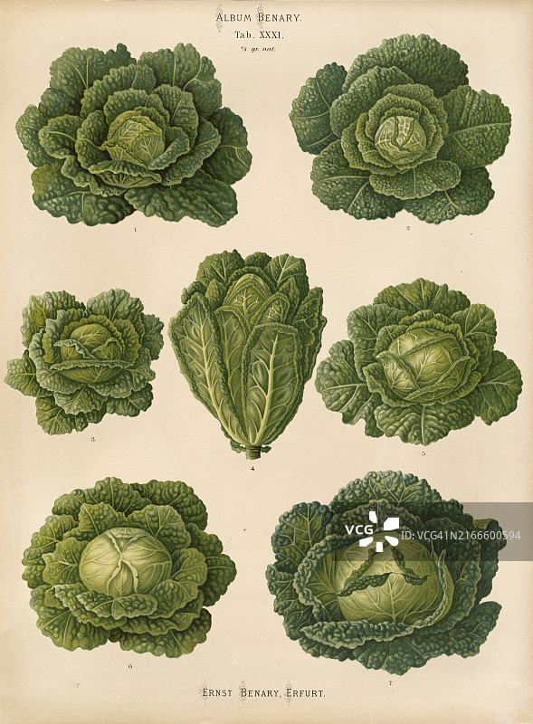 蔬菜、卷心菜、皱叶甘蓝,根据恩斯特·塞缪尔·贝纳里 (1819年11月10日, 1893年2月19日),黑森园艺家,历史资料,19世纪原版数字化修复复制品,记录日期未说明图片素材