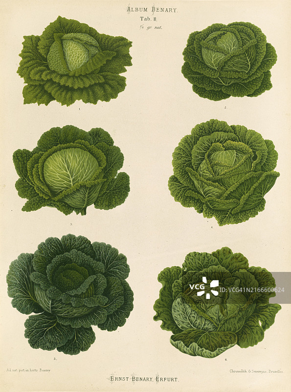 蔬菜、卷心菜、皱叶甘蓝，根据恩斯特·塞缪尔·贝纳里 (1819年11月10日, 1893年2月19日)，黑森园艺家，历史资料，19世纪原版数字化修复复制品，记录日期未说明图片素材
