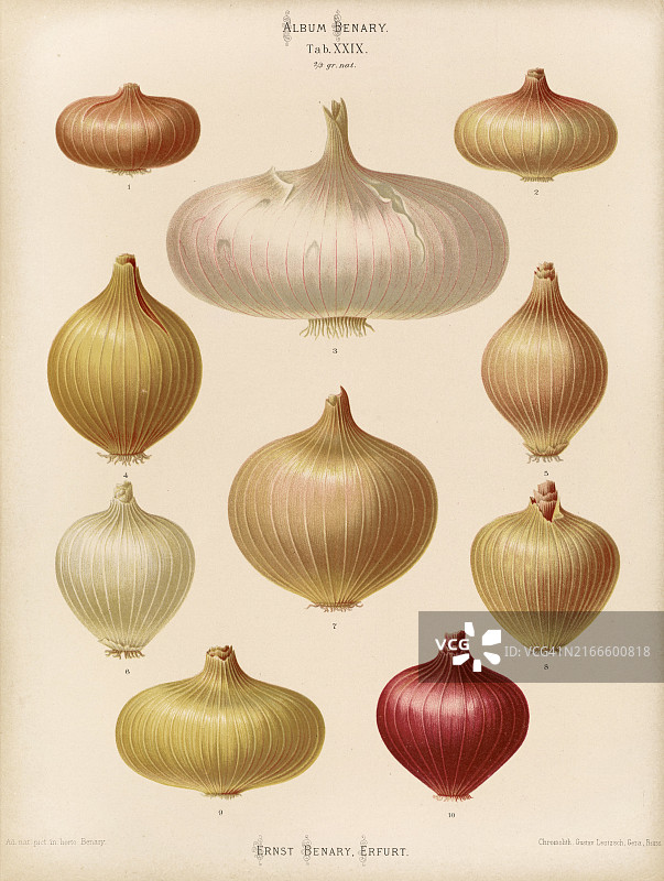 19世纪历史蔬菜洋葱数字修复图片素材