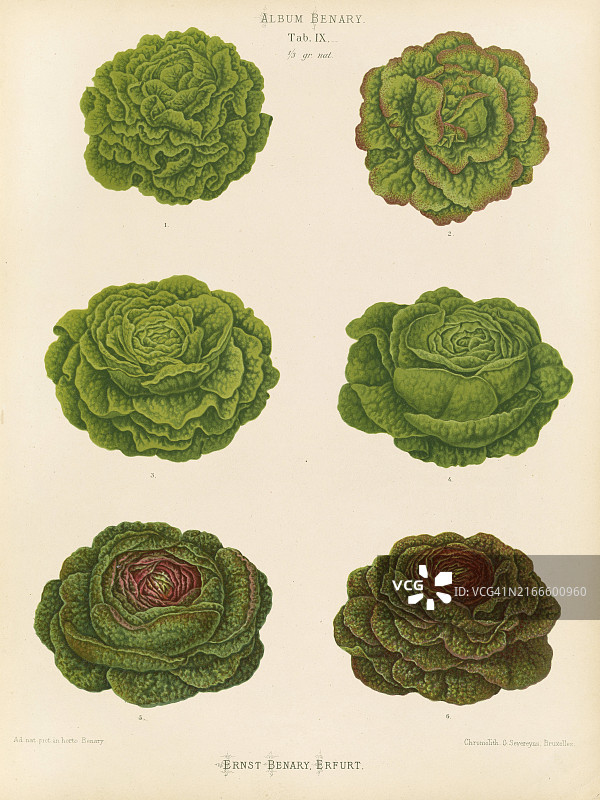 蔬菜：多种沙拉（19世纪数字修复再版）图片素材