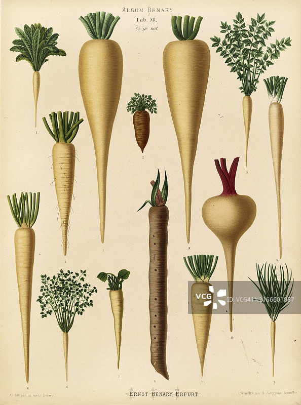 各种芜菁和根类蔬菜图片素材