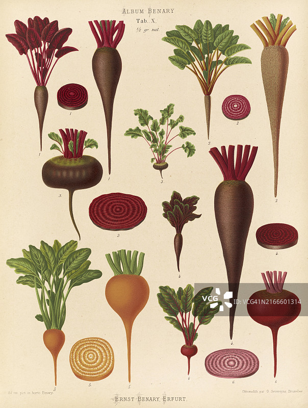 蔬菜：甜菜和芜菁，Ernst Samuel Benary作品（1819年11月10日-1893年2月19日），黑森州园艺家，19世纪原始数字修复再现，记录日期未说明图片素材