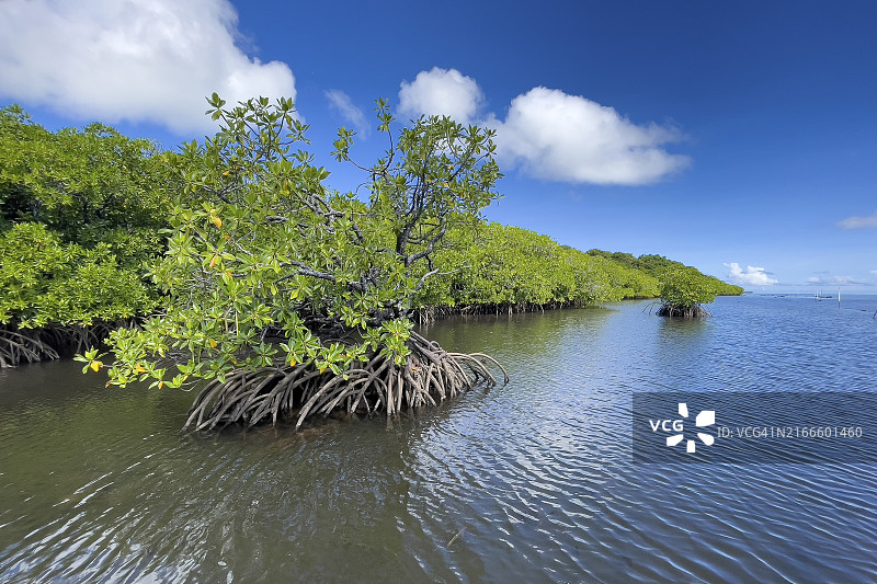 西太平洋岛屿泻湖中的红树林支柱根，雅浦岛，密克罗尼西亚联邦加罗林群岛图片素材