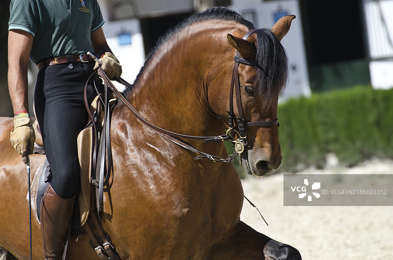 赫雷斯安达卢西亚骑术学校图片素材