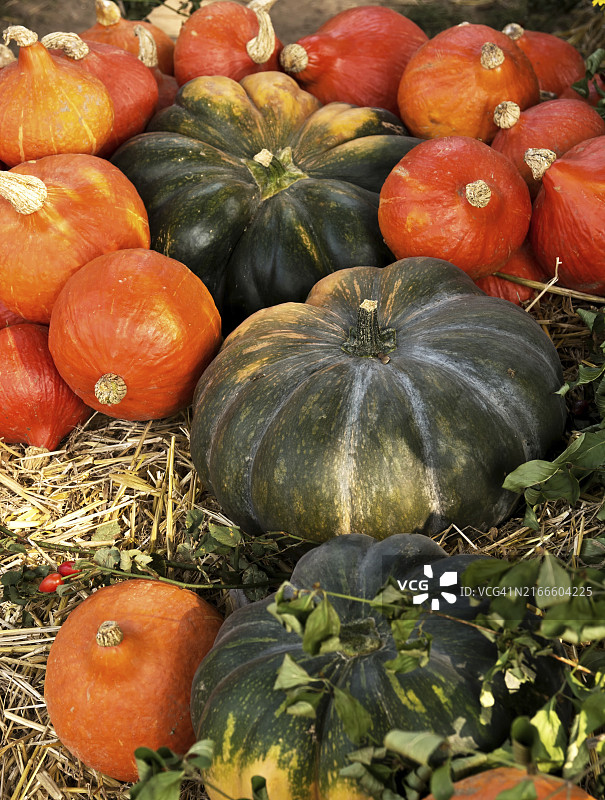 南瓜图片素材