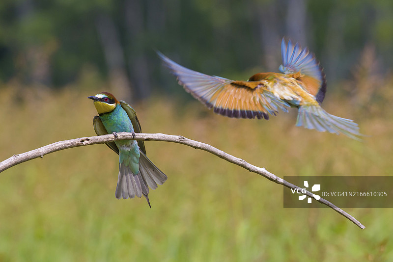 两只蜂虎站在树枝上，一只展开翅膀图片素材