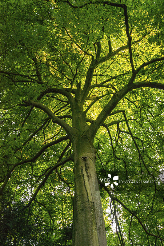 茂盛的落叶乔木树冠景观图片素材