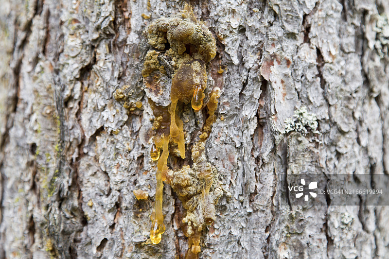 树脂特写图片素材