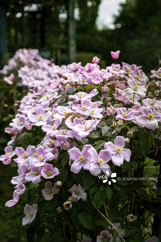 美丽粉色银莲花铁线莲花束：竖版照片图片素材