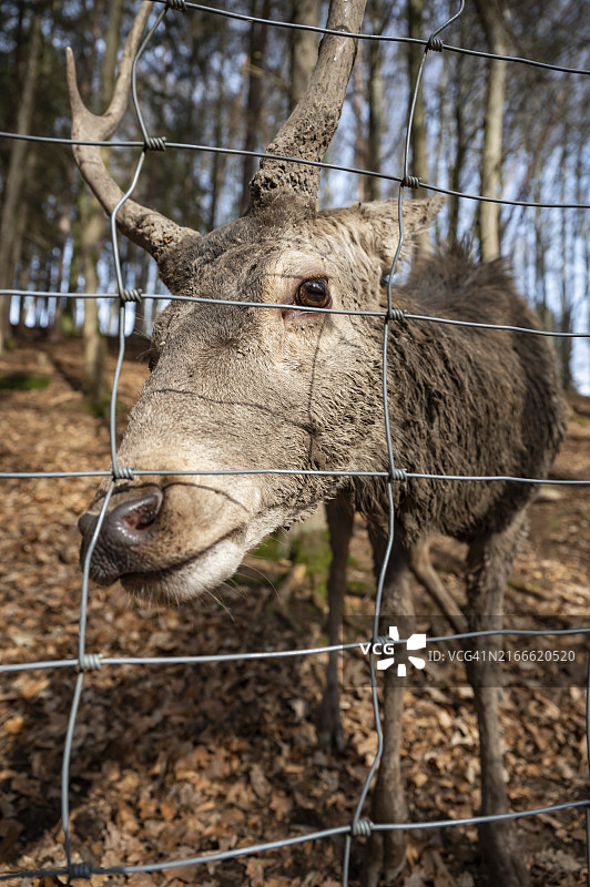 公共野生动物园围栏后的鹿看着镜头，动物福利，竖版照片图片素材