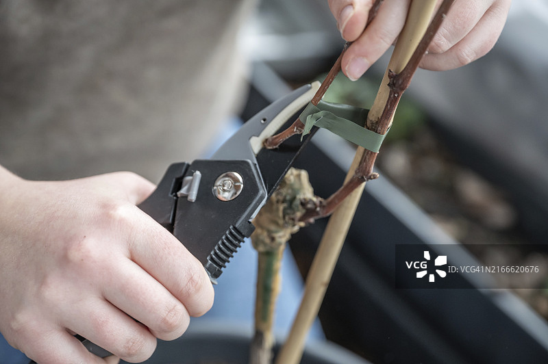 女人在阳台上用修枝剪切断植物支撑物和葡萄藤分支的连接特写图片素材