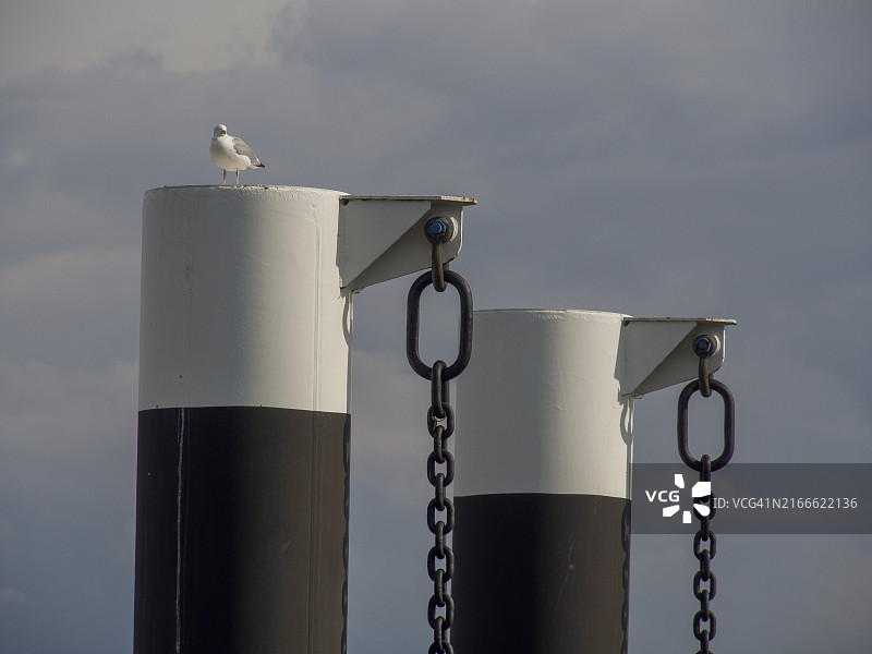 多云天空下柱子上的海鸥图片素材