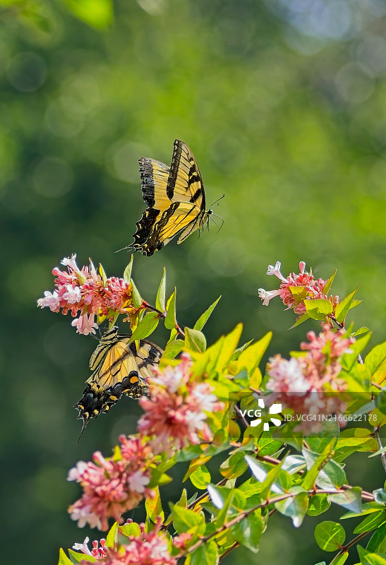 虎凤蝶图片素材