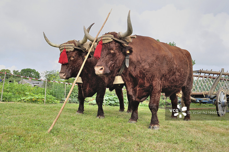 两头戴红色流苏的牛与木车图片素材