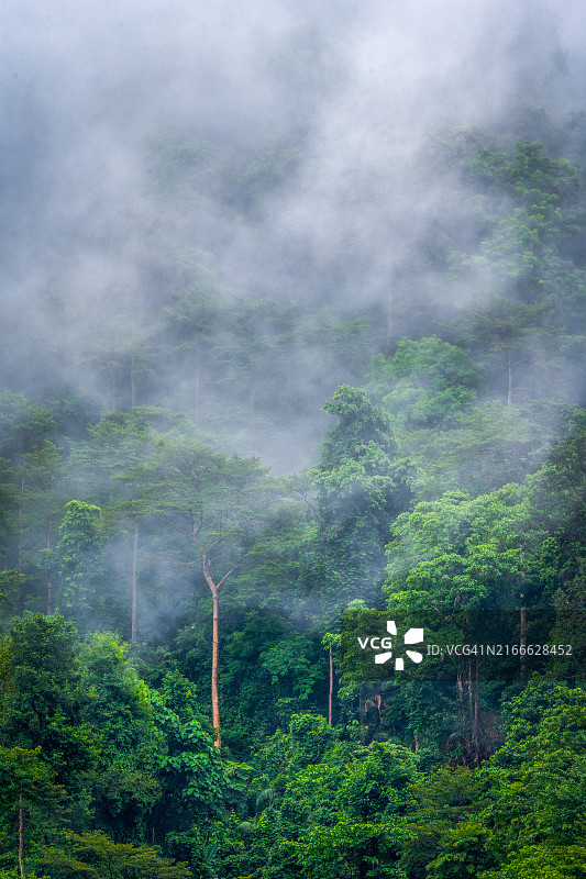 雨季山区纹理背景，森林绿色带来清凉感图片素材