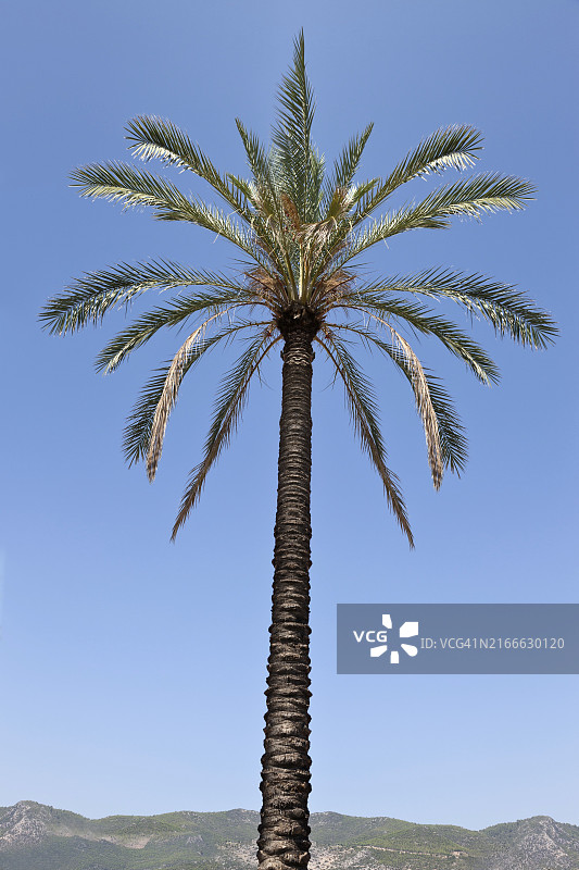 蓝天山景下的高大热带椰枣树图片素材